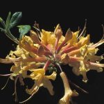 Austrinum